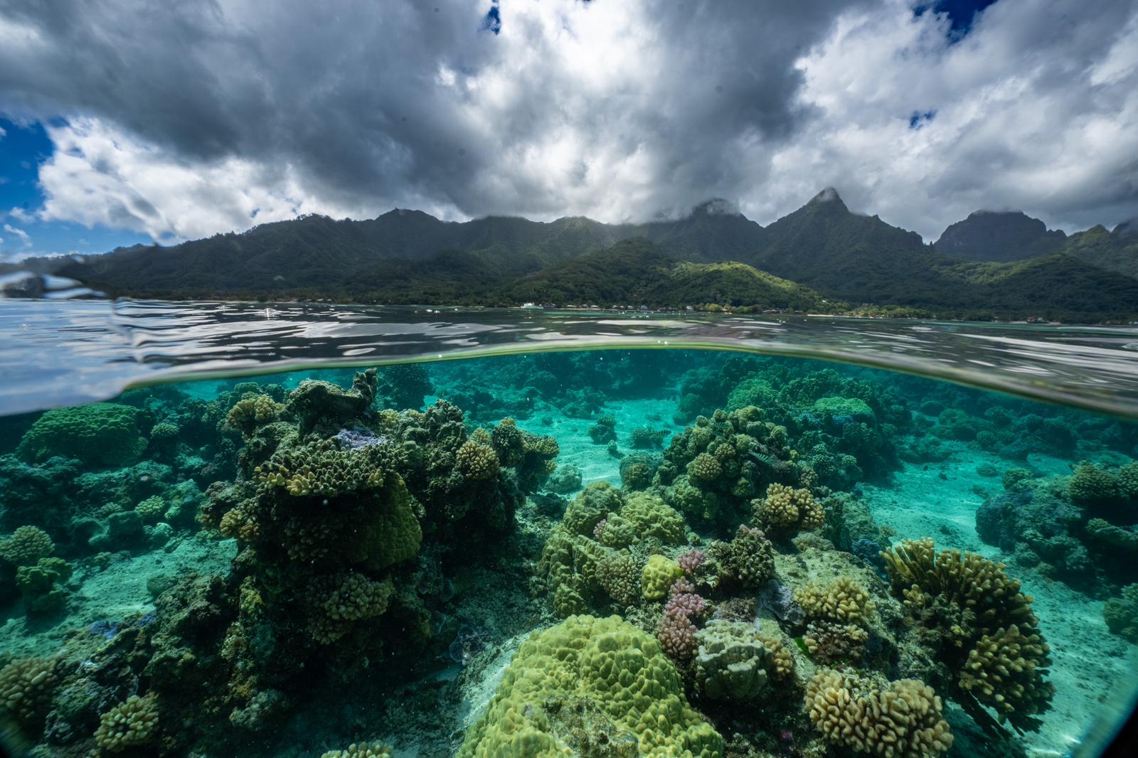 Moorea fieldwork 2024