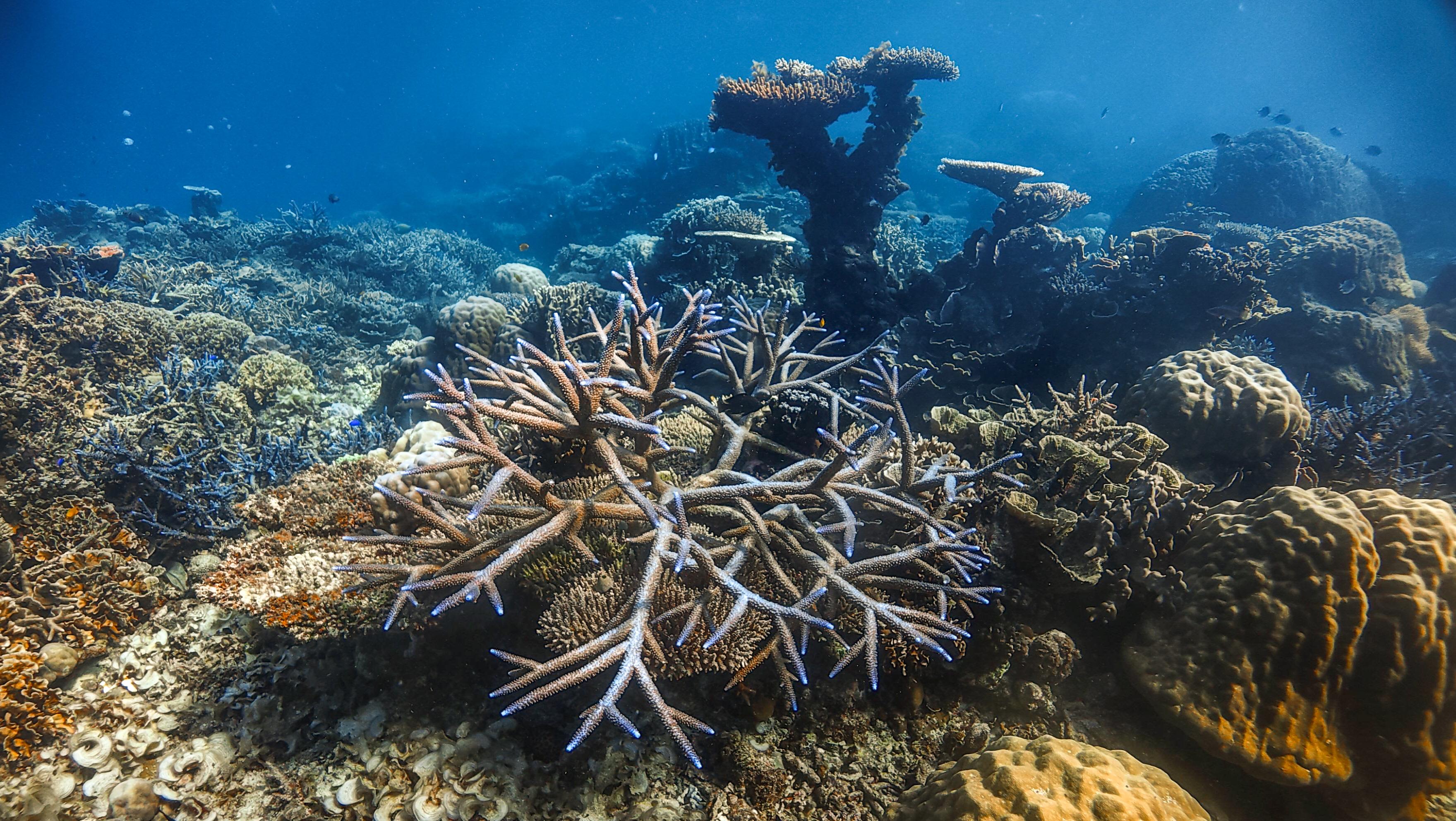 Karimunjawa expedition 2026