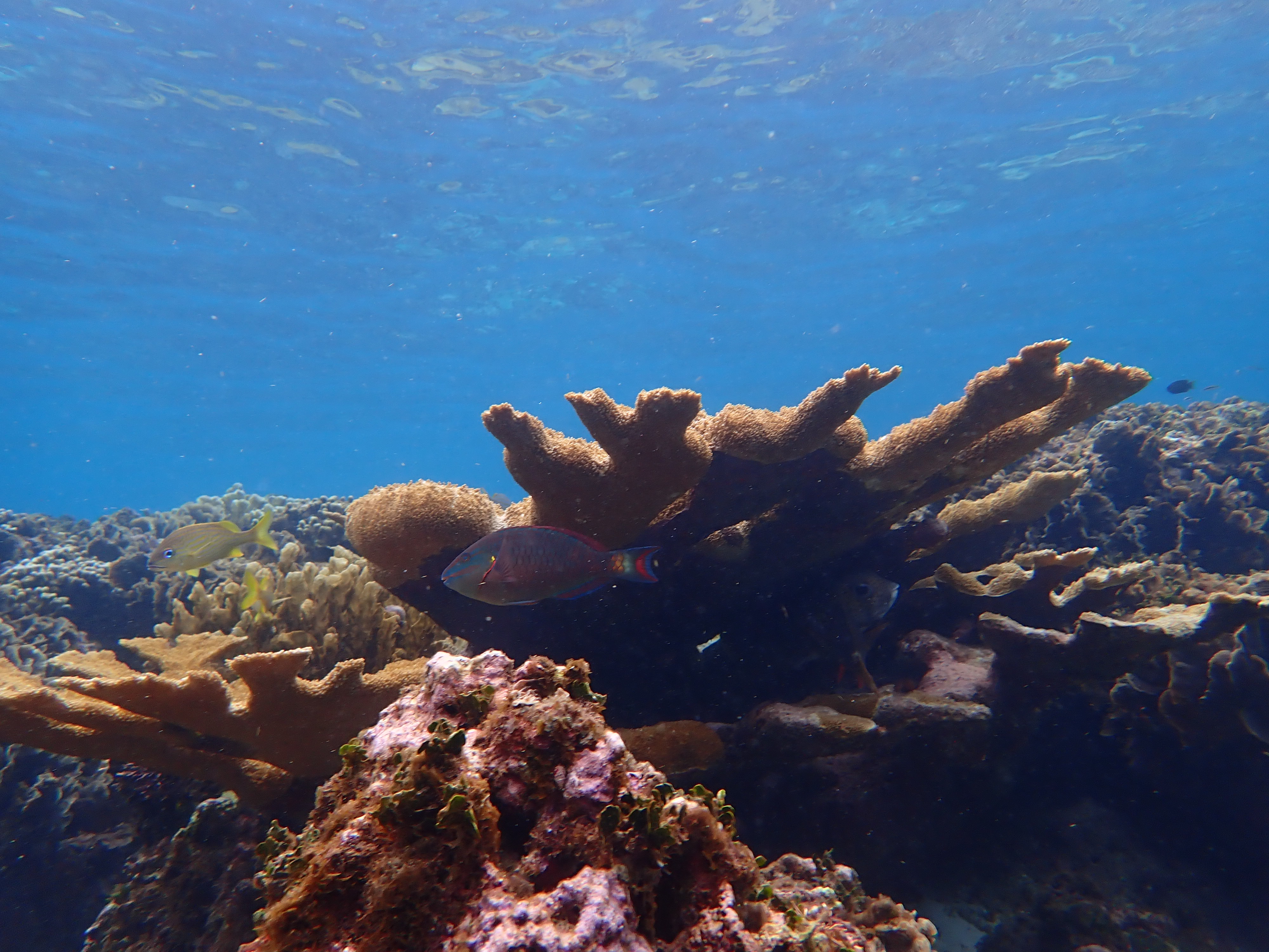 Parrotfish on Acropora coral
