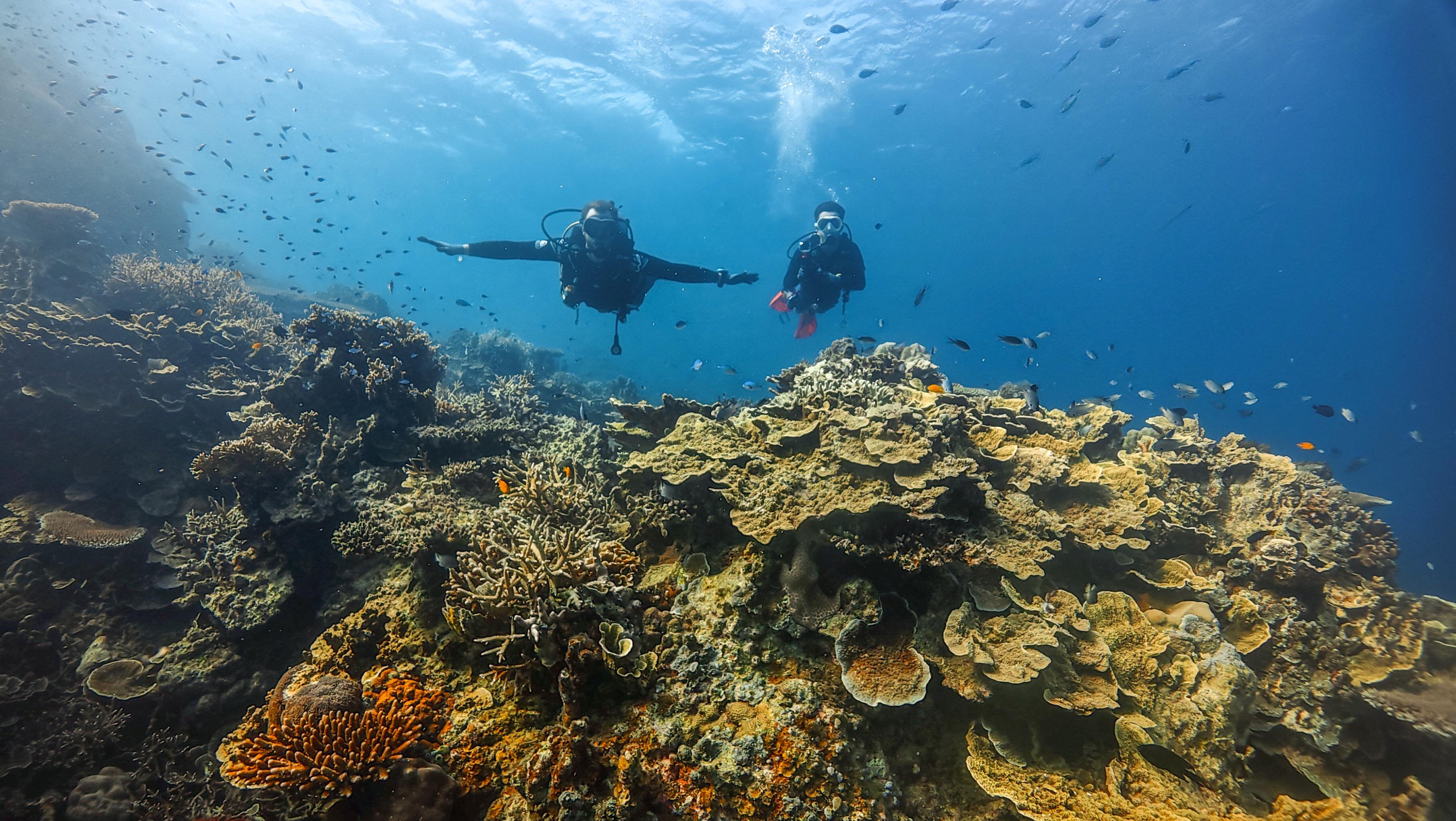 Coral reef panorama