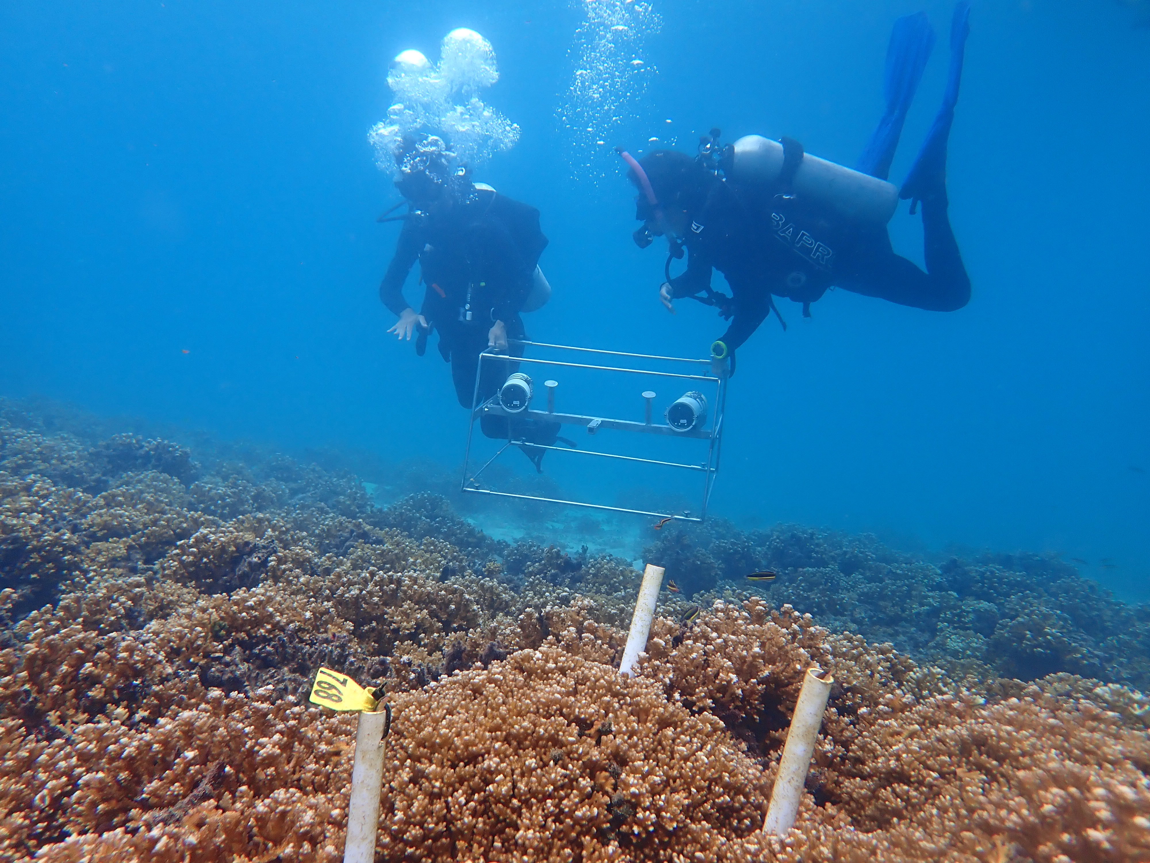 Coral reef fieldwork